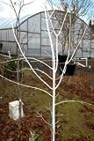 White Manchurian Maple Tree - Outdoors / Bonsai - B000TCY2S0