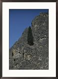 A single tree growing out of a rock face Photography Framed Art Poster Print by Sam Abell, 21x29