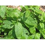 Spearmint Herb - 50 Seeds