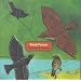 Blackbirds & Thrushes