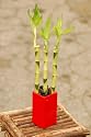 3 Lucky Bamboo Canes - 12"