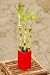 3 Lucky Bamboo Canes - 12
