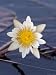 Water Lily, Nymphaea Caerulea, Chobe River, Chobe National Park, Botswana, Africa Art...