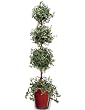 TRIPLE MINI ENGLISH IVY TOPIARY 84"H.