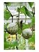 Large Round Green Melons Growing in Supporting Net Bags, in Late Summer Photographic ...