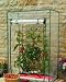 Outdoor Living : Growbag Tomato / Greenhouse / Growhouse