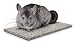 Super Pet Chinchilla Chin-Chiller Granite Stone