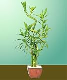 Deluxe Lucky Bamboo