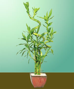 Deluxe Lucky Bamboo