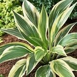 Hosta Plants - Hosta 'Lakeside Dragonfly'