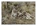 Mountain Lion Nurses her Eight-Week-Old Kittens Photographic Poster Print by Jim And ...