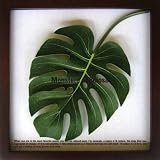 《リーフパネル》Monstera deliciosa(モンステラ デリシオサ)