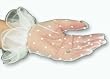 Sheer Polka Dot Wrist Length Gloves with Ruffle