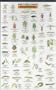 Good/Bad Garden Bugs (Mac's Guides (Charts))