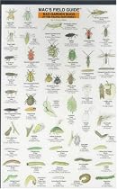 Mac's Field Guide: Bad Garden Bugs of the Pacific Northwest : Good Garden Bugs of the Pacific Northwest (Mac's Field Guides)