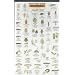 Good/Bad Garden Bugs (Mac's Guides (Charts))