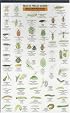 Mac's Field Guide: Bad Garden Bugs of the Pacific Northwest : Good Garden Bugs of the Pacific Northwest (Mac's Field Guides)