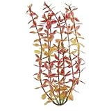 Water Wonders 18 Red Ludwigia Plant