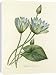 Canvas Prints of Nymphaea Caerulea from Royal Horticultural Society