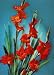 3D Lenticular POSTCARD-GLADIOLUS