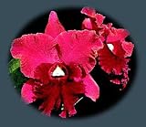 Blc. Rugeley's Mill 'Mendenhall' 2 Orchid Plants