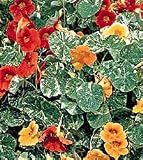 Dwarf Alaska Nasturtium 60 Seeds - PLUS PACK!