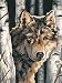 9 X 12 LTP-Wolf Among Birches