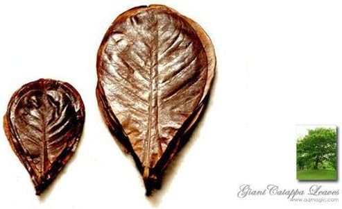SunGrow Catappa Leaf - For Soft Water Live Fish Betta Discus Arowana Breeding Aquarium Aquatic Tank by AquaticMagic
