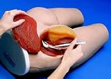 Human Intramuscular Injection Simulator