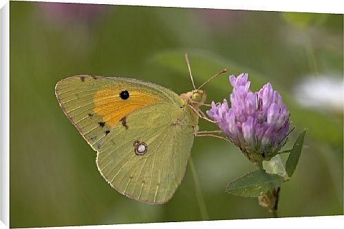 Canvas Prints of Butterfly from Country Life 