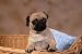 14 Mops_2006 - 72"W x 48"H - Peel and Stick Wall Decal by Wallmonkeys