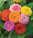500 + Zinnia CALIFORNIA GIANT Flower BULK Seeds MIXED