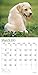 2015 Lab Retriever Puppies Wall Calendar BrownTrout