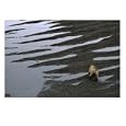 Land Mammals Also Run Afoul of the Spill, with Uncertain Consequences Photographic Poster Print by Natalie B. Fobes, 24x18