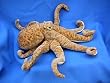 Stuffed Octopus 15" By Fiesta Toy