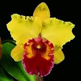 Blc Chun Yeah 'Canary' x Lc Lou Gilmore 'Mendenhall' (photo)