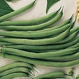 Blue Lake Bush Bean - 35 Seeds - BONUS PACK ! - B001IYMI7K