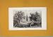 Fruit Ornamental Tree Plant Flower Antique Print C1862