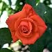 Edelrose 