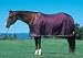 Nylon Dress Sheet