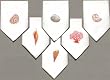 100% White Cotton Hand Embroidered Napkins Sea Shells Assorted 22x22 Inches Set of Six