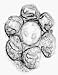 Laurey #09202 1-1/2"Pur/YEL Flower Knob