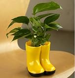 Cute Lil Pothos N' Boots!