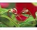 Photographic Prints of Begonia Buds in from Danita Delimont
