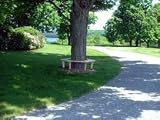 Cedar Bench Tree Wrap Around Style