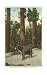 Bear, San Bernardino Mountains, California Animals Art Poster Print, 11x17