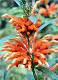 Wild Dagga Plant - Leonotis leonorus - Lion's Tail