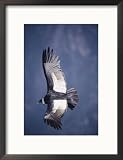 Andean Condor, Adult Female in Flight, Colca Canyon, Southern Peru Framed Photographic Poster Print by Mark Jones, 17x21