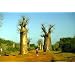 Baobob Tree 8 Seeds -Monkey Bread Tree-Adamsonia - FREE SHIPPING ON ADDITIONAL HIRTS SEEDS ORDERED & PAID WITH ONE PAYMENT
