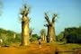 Baobob Tree 8 Seeds - Monkey Bread Tree - Adamsonia